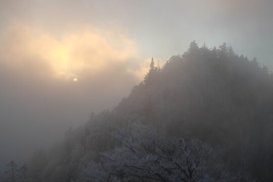 Foogy frozen Forrest