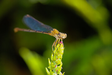 blue dragonfly on a green leaf
