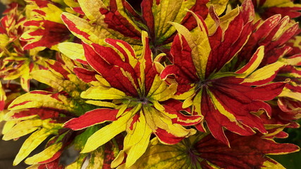 Pink and yellow leave texture for background, close up tropical nature fancy leaf caladium, image tone filter colorful style, forest and travel adventure concept.