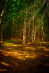 Obraz premium Alder Forest in the Fall with Sun rays at Sunset