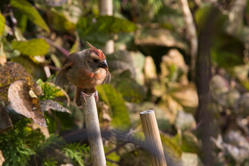 northern cardinal (Cardinalis cardinalis)