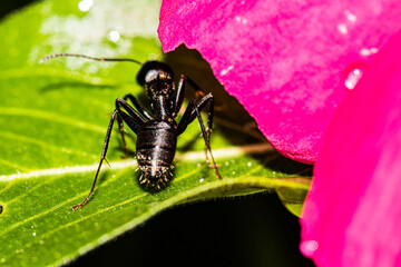 Ant on a leaf