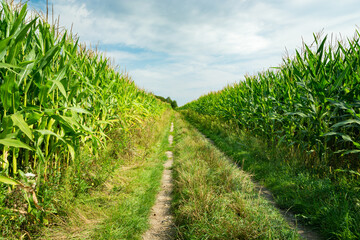 Fototapeta na wymiar Ground road in maize field, sunny day