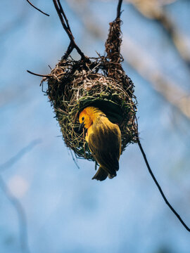 Bird Making Nest