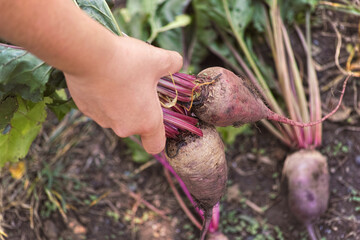 Farmer holding freshly harvested organic beetroot in his hand
