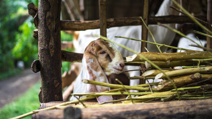 baby goat in the farm eating green grass, domestic animal portrait. Selective focus, film grain