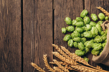 Beer brewing ingredients Hop and wheat ears on wooden cracked old table. Beer brewery concept. Hop cones and wheat closeup. Sack of hops and sheaf of wheat on vintage background.