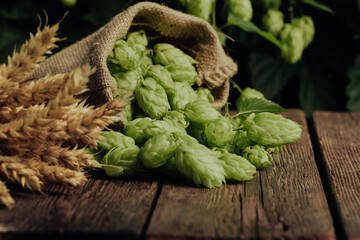 Beer brewing ingredients Hop and wheat ears on a wooden cracked old table. Beer brewery concept. Hop cones and wheat closeup. Sack of hops and sheaf of wheat on vintage background.