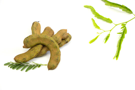 Young tamarind