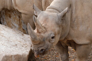 Obraz premium Nashorn