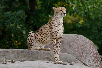 Gepard