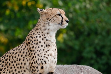 Gepard