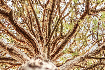 The crown of a tree , view from below