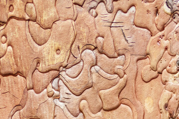 Background from the bark of a tree Pinus black