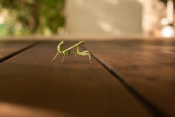 Mantis cruzando acera observando fíjamente lo que estoy haciendo