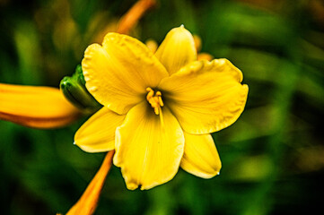 yellow daffodil flower