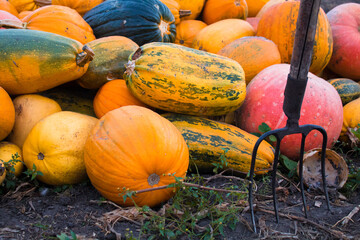 A rusty Pitchfork Placed In The Ground Amongst Large orange and yellow Pumpkins.