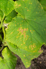 Diseased cucumber leaves in a greenhouse in a vegetable garden.