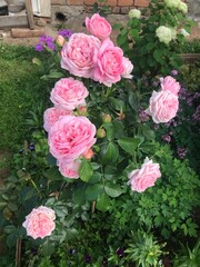 pink roses in garden