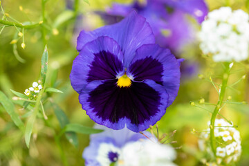Blue pansy flower on a flower bed in the garden