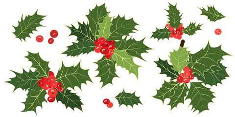 Christmas holly. Set of sprigs, green leaves, red holly berries isolated on white background. Xmas symbol. Vector illustration. Leaf, berry - element for decoration and design
