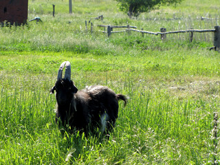 Black goat