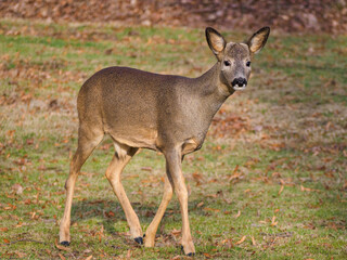 Roe deer on a field