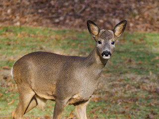 Fototapeta premium Roe deer on a field
