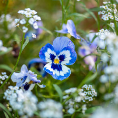 Blue pansy flower on a flower bed in the garden