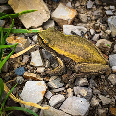 Naklejka premium frog on the ground