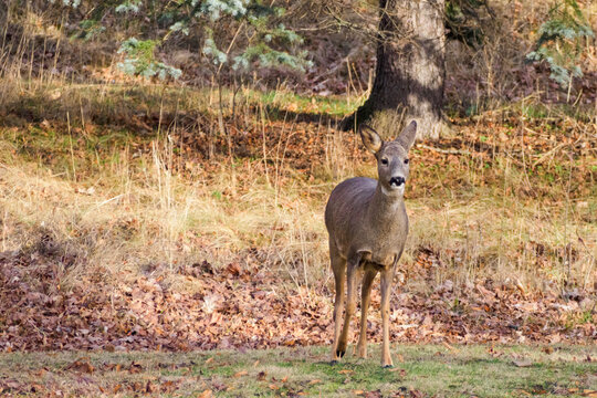 Roe deer in a field in the park