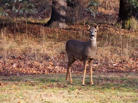 Roe deer on a field