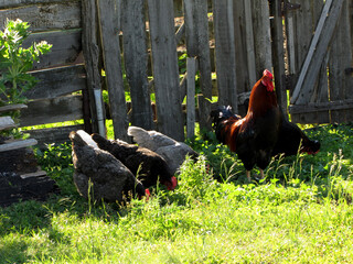 Rooster and hens