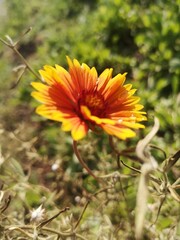 Flores de jardines de Madrid,España