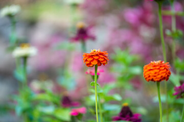 Bright pink and orange elegant zinnia flowers in the garden.