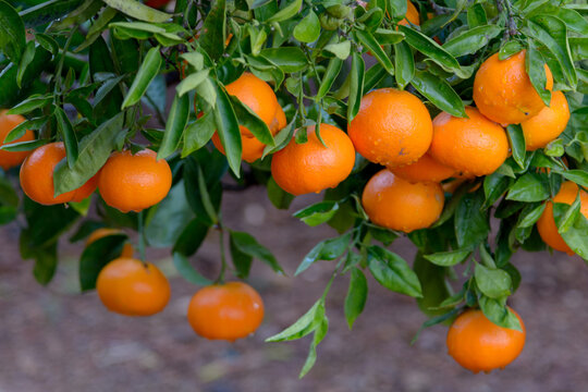 Mandarinas de la variedad clemenvilla en el árbol, pendientes de recolección. Valencia. España