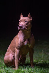 A sad kind American Pit Bull Terrier is sitting on the grass at night.