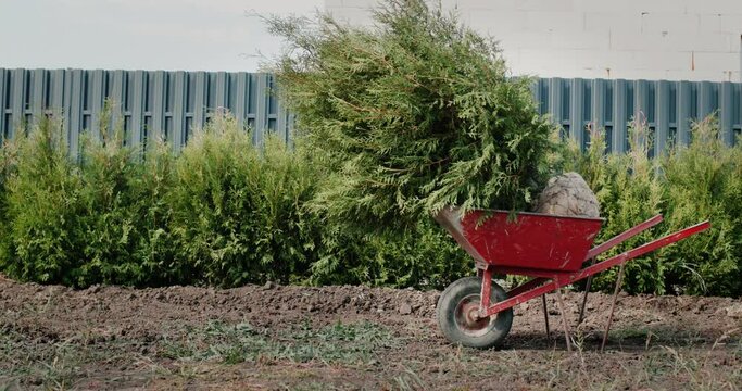 A trolley with tui saplings near the fence and hedge. Greening the territory