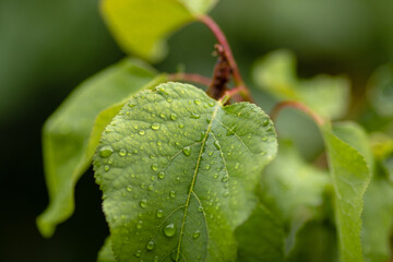 A green leaf on a tree covered with large drops of water. Close-up with blurred background.
