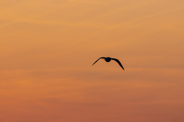 Die Silhouette einer fliegenden Möwe vor dem orangen Himmel eines Sonnenaufganges.