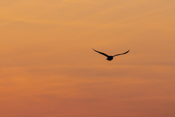 Die Silhouette einer fliegenden Möwe vor dem orangen Himmel eines Sonnenaufganges.