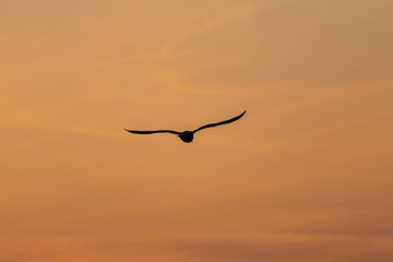 Die Silhouette einer fliegenden Möwe vor dem orangen Himmel eines Sonnenaufganges.