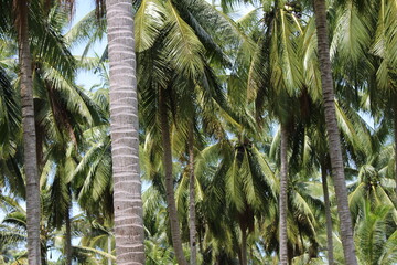 Naklejka premium Palm tree Thailand travel