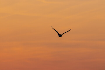 Die Silhouette einer fliegenden Möwe vor dem orangen Himmel eines Sonnenaufganges.