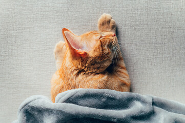 Cute little ginger kitten sleeps on the sofa under grey soft blanket