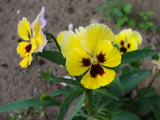 yellow flowers in the garden