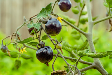 Black variety of tomatoes on a branch close up in the garden. Harvest