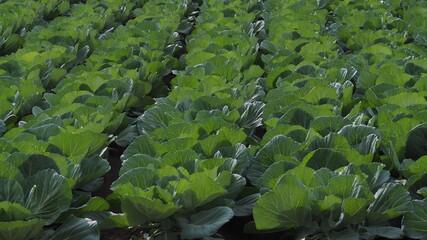 キャベツ　キャベツ畑