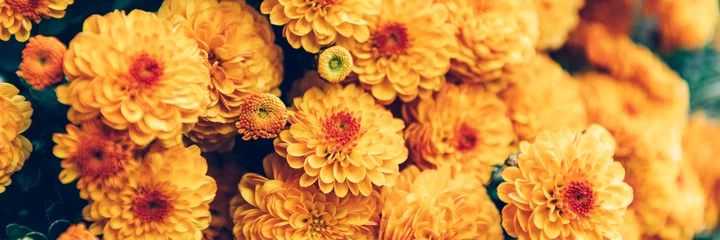 Fotobehang Close up of bouquet of orange chrysanthemum flowers in pot in garden, background image, banner image © manuta