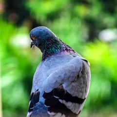 pigeon in the park